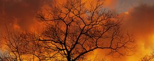 Preview wallpaper tree, branches, dawn, sky, clouds, autumn