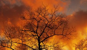 Preview wallpaper tree, branches, dawn, sky, clouds, autumn