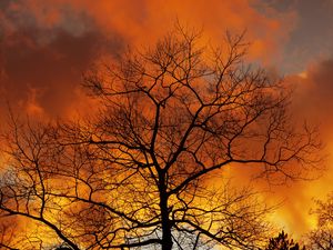 Preview wallpaper tree, branches, dawn, sky, clouds, autumn