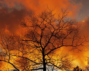 Preview wallpaper tree, branches, dawn, sky, clouds, autumn