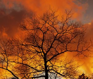 Preview wallpaper tree, branches, dawn, sky, clouds, autumn