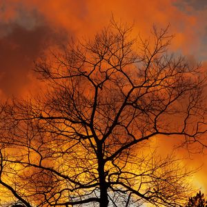 Preview wallpaper tree, branches, dawn, sky, clouds, autumn