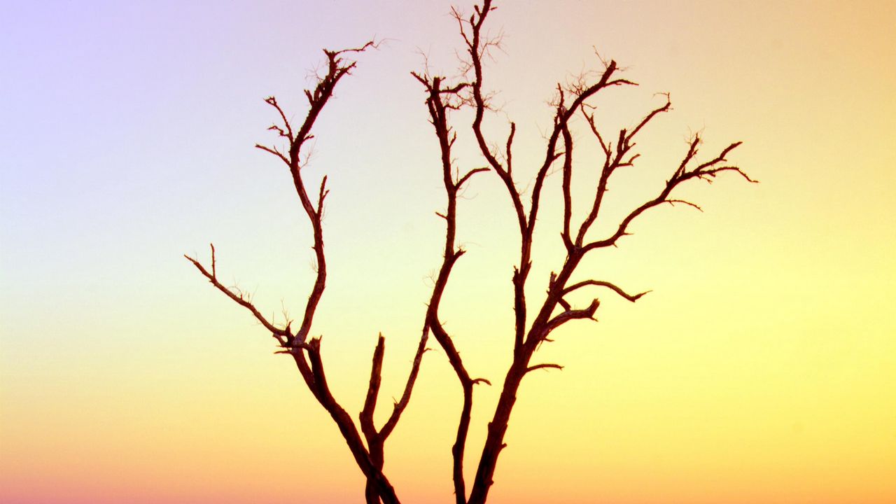 Wallpaper tree, branches, driftwood, horizon, sunset