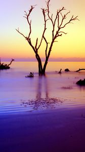 Preview wallpaper tree, branches, driftwood, horizon, sunset