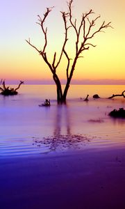 Preview wallpaper tree, branches, driftwood, horizon, sunset