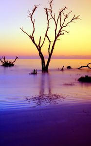 Preview wallpaper tree, branches, driftwood, horizon, sunset