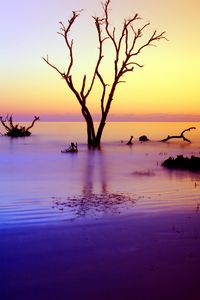 Preview wallpaper tree, branches, driftwood, horizon, sunset