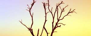 Preview wallpaper tree, branches, driftwood, horizon, sunset