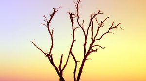 Preview wallpaper tree, branches, driftwood, horizon, sunset