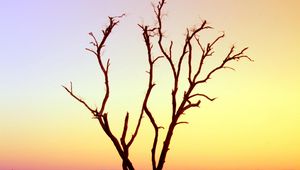 Preview wallpaper tree, branches, driftwood, horizon, sunset