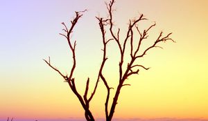 Preview wallpaper tree, branches, driftwood, horizon, sunset