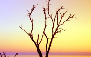 Preview wallpaper tree, branches, driftwood, horizon, sunset