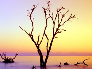 Preview wallpaper tree, branches, driftwood, horizon, sunset