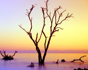 Preview wallpaper tree, branches, driftwood, horizon, sunset