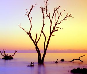 Preview wallpaper tree, branches, driftwood, horizon, sunset