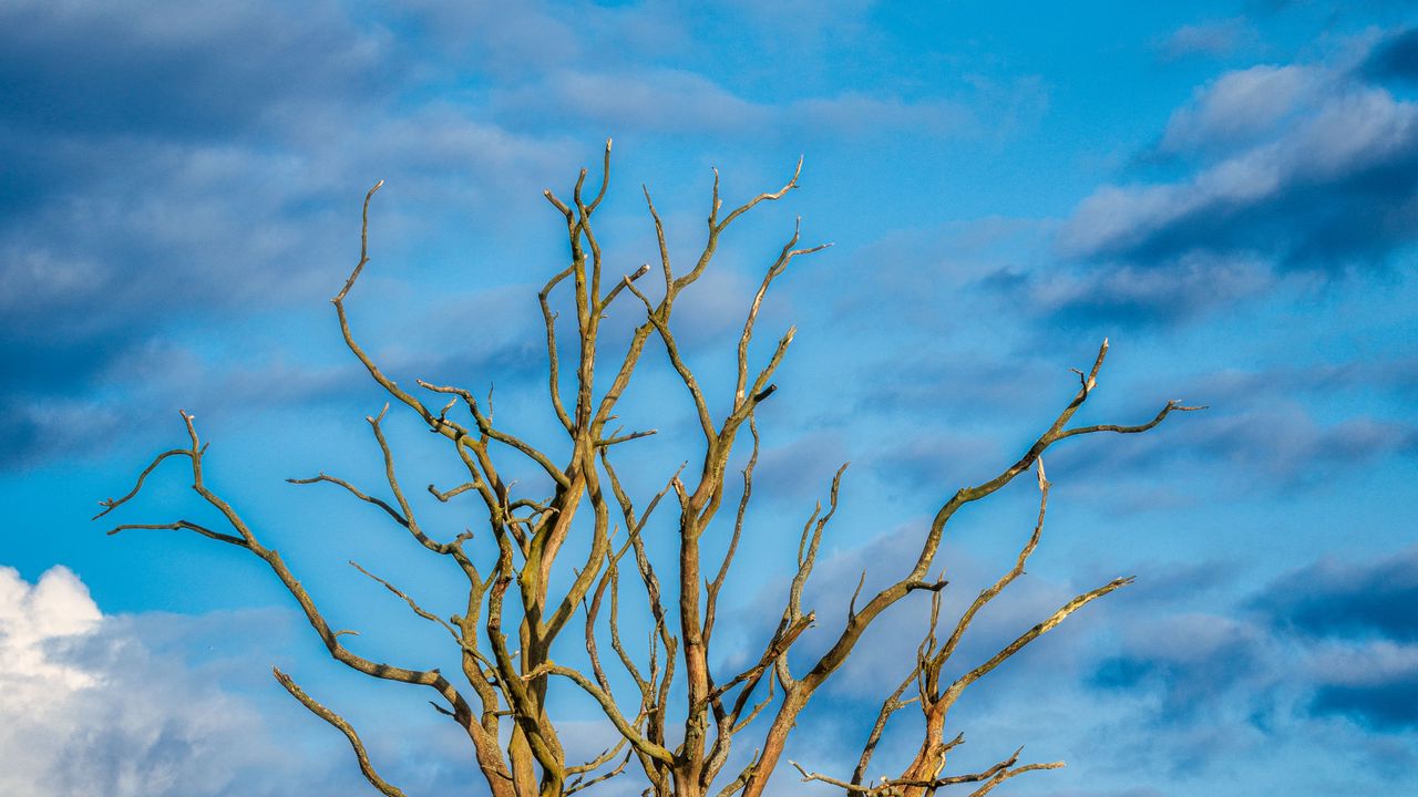 Wallpaper tree, branches, dry, meadow, nature