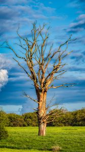 Preview wallpaper tree, branches, dry, meadow, nature