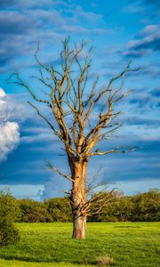 Preview wallpaper tree, branches, dry, meadow, nature