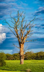 Preview wallpaper tree, branches, dry, meadow, nature