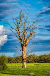 Preview wallpaper tree, branches, dry, meadow, nature
