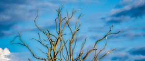 Preview wallpaper tree, branches, dry, meadow, nature