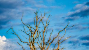 Preview wallpaper tree, branches, dry, meadow, nature