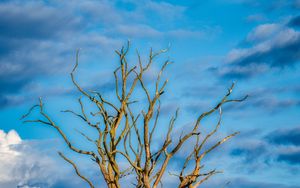 Preview wallpaper tree, branches, dry, meadow, nature