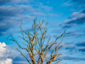 Preview wallpaper tree, branches, dry, meadow, nature