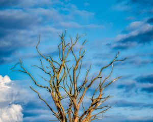 Preview wallpaper tree, branches, dry, meadow, nature