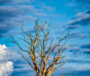 Preview wallpaper tree, branches, dry, meadow, nature