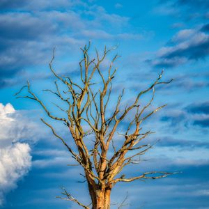 Preview wallpaper tree, branches, dry, meadow, nature