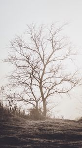 Preview wallpaper tree, branches, dry, nature