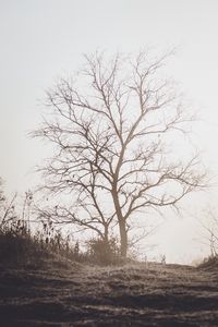 Preview wallpaper tree, branches, dry, nature