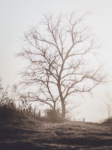 Preview wallpaper tree, branches, dry, nature