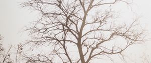 Preview wallpaper tree, branches, dry, nature