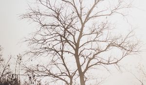 Preview wallpaper tree, branches, dry, nature