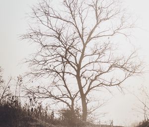 Preview wallpaper tree, branches, dry, nature