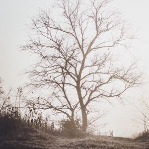 Preview wallpaper tree, branches, dry, nature