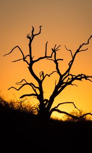 Preview wallpaper tree, branches, dry, silhouette, dark