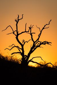 Preview wallpaper tree, branches, dry, silhouette, dark