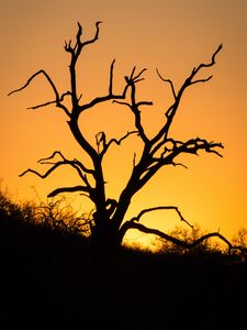 Preview wallpaper tree, branches, dry, silhouette, dark
