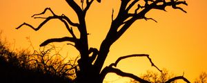 Preview wallpaper tree, branches, dry, silhouette, dark