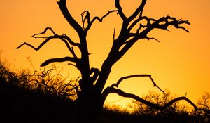 Preview wallpaper tree, branches, dry, silhouette, dark