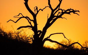 Preview wallpaper tree, branches, dry, silhouette, dark