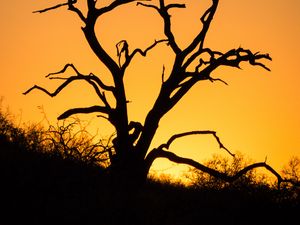 Preview wallpaper tree, branches, dry, silhouette, dark