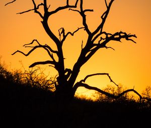 Preview wallpaper tree, branches, dry, silhouette, dark