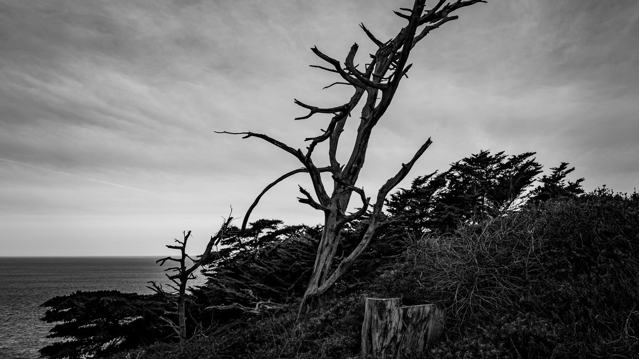 Wallpaper tree, branches, dry, bushes, black and white