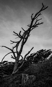 Preview wallpaper tree, branches, dry, bushes, black and white