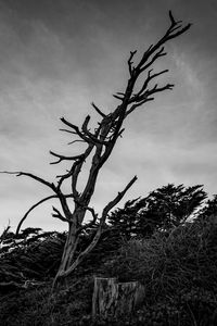 Preview wallpaper tree, branches, dry, bushes, black and white