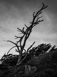 Preview wallpaper tree, branches, dry, bushes, black and white